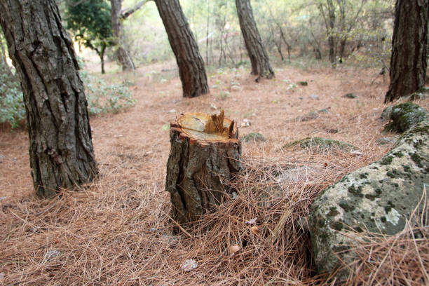Professional Tree Care in Portales, NM
