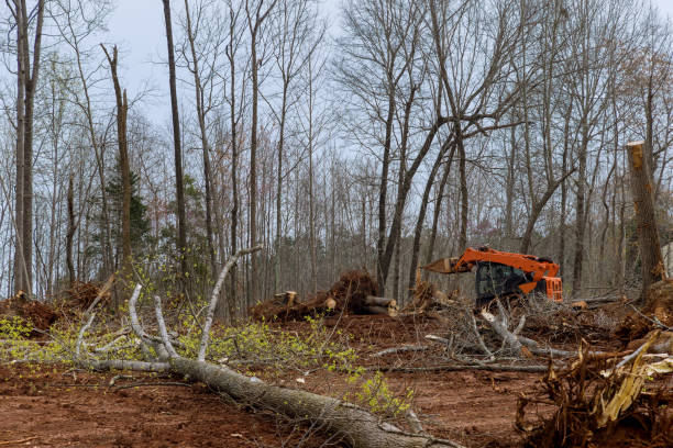 How Our Tree Care Process Works  in  Portales, NM