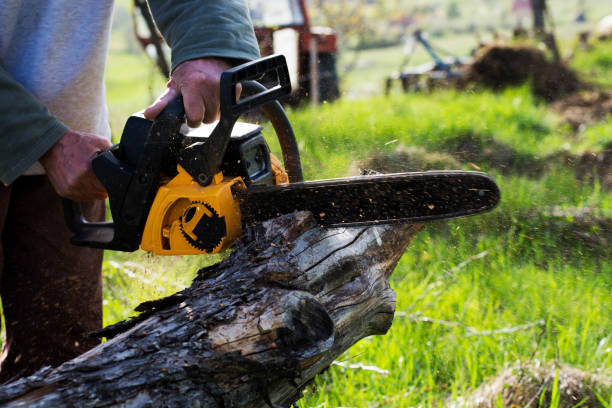 Tree and Shrub Care in Portales, NM